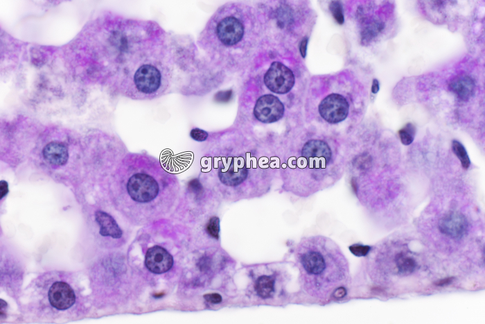 Glycogène dans le Foie x400 - gryphea.org